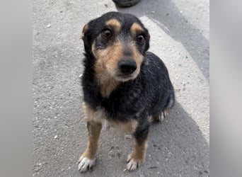 Loxi - ein Herz auf vier Pfoten