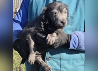 HAMU - VON DER STRAßE INS GLÜCK