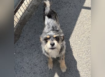 Komi hat sein Herrchen verloren