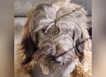 CSOMI SUCHT LIEBEVOLLES ZUHAUSE