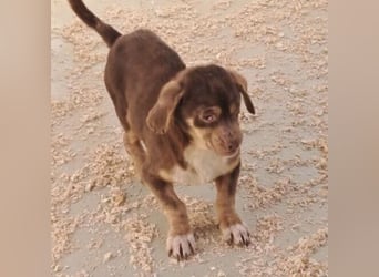 PETYA - VOLLER HOFFNUNG