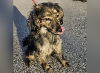 Forest sucht das Abenteuer