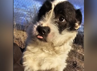 NIMERIA - VOLLER LIEBE