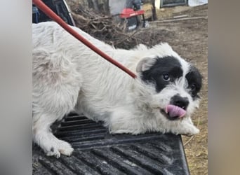 NIMERIA - VOLLER LIEBE