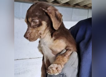 PETYA - VOLLER HOFFNUNG