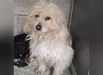 Toffi - bereit für Liebe