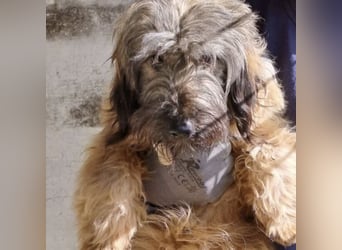 CSOMI SUCHT LIEBEVOLLES ZUHAUSE