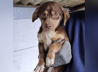 PETYA - VOLLER HOFFNUNG