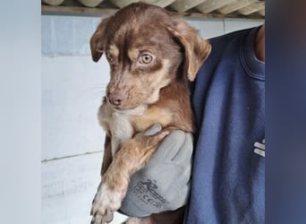 PETYA - VOLLER HOFFNUNG