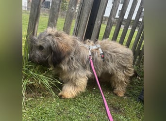 CSOMI SUCHT LIEBEVOLLES ZUHAUSE