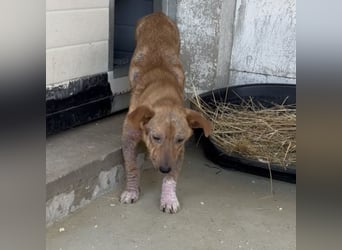 Felina - Schüchtern, aber liebenswert