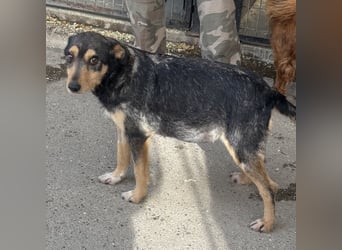 Loxi - ein Herz auf vier Pfoten