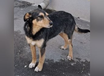 Loxi - ein Herz auf vier Pfoten