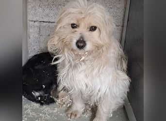 Toffi - bereit für Liebe