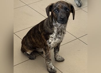 Romy - Großes Herz, kleine Pfoten