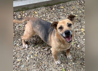 FURA - EINZIGARTIGE HÜNDIN SUCHT EINZIGARTIGE MENSCHEN