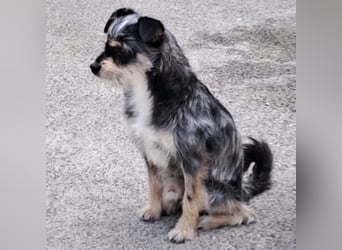 Komi hat sein Herrchen verloren