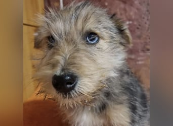 BOHO - FREUNDLICH UND VERSPIELT