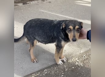 Loxi - ein Herz auf vier Pfoten