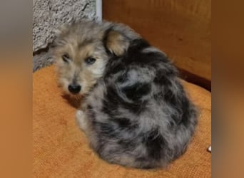 BOHO - FREUNDLICH UND VERSPIELT