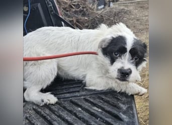 NIMERIA - VOLLER LIEBE