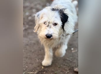 Cuki, Malteser Mix, Pflegestelle in 48249 Dülmen