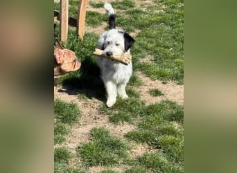 Cuki, Malteser Mix, Pflegestelle in 48249 Dülmen