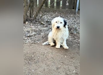 Cuki, Malteser Mix, Pflegestelle in 48249 Dülmen