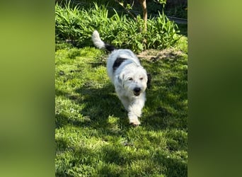 Cuki, Malteser Mix, Pflegestelle in 48249 Dülmen