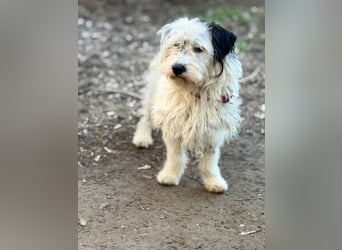 Cuki, Malteser Mix, Pflegestelle in 48249 Dülmen