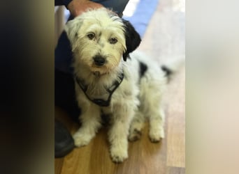 Cuki, Malteser Mix, Pflegestelle in 48249 Dülmen