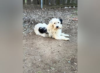 Cuki, Malteser Mix, Pflegestelle in 48249 Dülmen