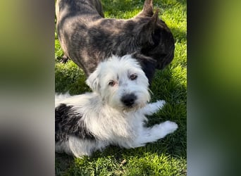 Cuki, Malteser Mix, Pflegestelle in 48249 Dülmen