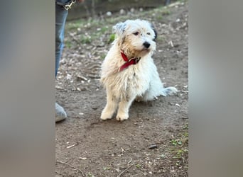 Cuki, Malteser Mix, Pflegestelle in 48249 Dülmen