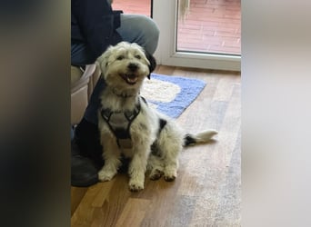 Cuki, Malteser Mix, Pflegestelle in 48249 Dülmen