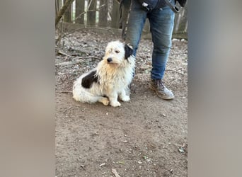 Cuki, Malteser Mix, Pflegestelle in 48249 Dülmen