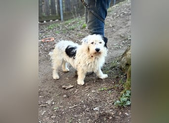 Cuki, Malteser Mix, Pflegestelle in 48249 Dülmen