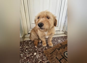 Hund Hündin Kastriert Bundesweite Vermittlung Tierschutz