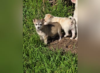 Hund Rüde Welpe Tierschutz Bundesweite Vermittlung