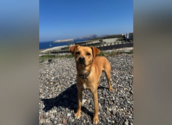 Hund Rüde Tierschutz Bundesweite Vermittlung Klein