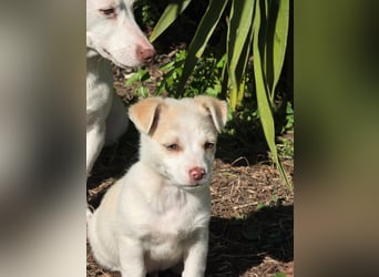 Hund Rüde Welpe Tierschutz Bundesweite Vermittlung