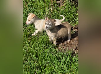 Hund Rüde Welpe Tierschutz Bundesweite Vermittlung