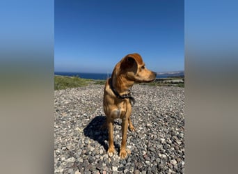 Hund Rüde Tierschutz Bundesweite Vermittlung Klein