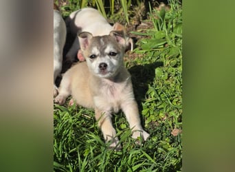 Hund Rüde Welpe Tierschutz Bundesweite Vermittlung