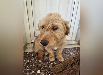 Hund Hündin Kastriert Bundesweite Vermittlung Tierschutz