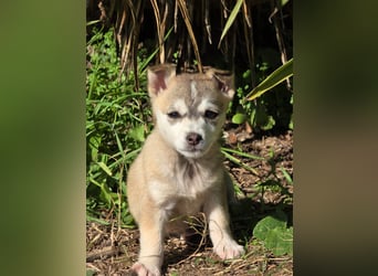 Hund Rüde Welpe Tierschutz Bundesweite Vermittlung