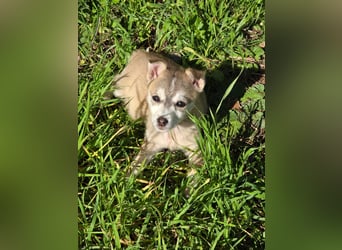 Hund Rüde Welpe Tierschutz Bundesweite Vermittlung