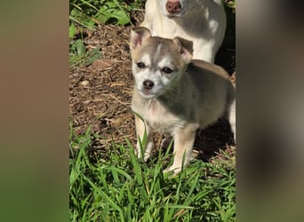 Hund Rüde Welpe Tierschutz Bundesweite Vermittlung