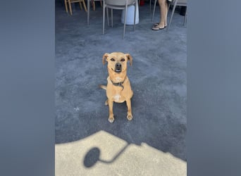 Hund Rüde Tierschutz Bundesweite Vermittlung Klein
