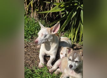 Hund Rüde Welpe Tierschutz Bundesweite Vermittlung